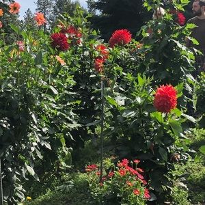 Meet your Posher, Lucy